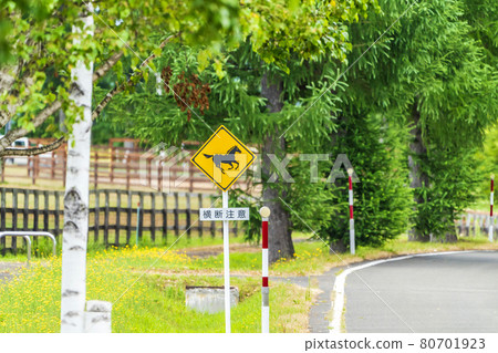 A row of birch trees along the road and a sign for "Caution for crossing horses" Abira Town, Hokkaido A row of birch trees along the road and a sign for "Caution for crossing horses" Abira Town, Hokkaido 80701923