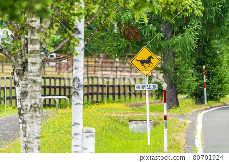 路邊的一排白樺樹和北海道安平鎮的“過馬注意”標誌 80701924
