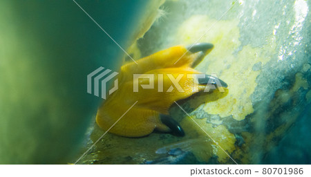 帝企鵝的腳 80701986