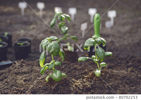Just planted green basil sprouts in soil. Organic eco seedling. Gardening concept. Sunlight, ground, small garden shovel. Close up Just planted green basil sprouts in soil. Organic eco seedling. Gardening concept. Sunlight, ground, small garden shovel. Close up 80702253