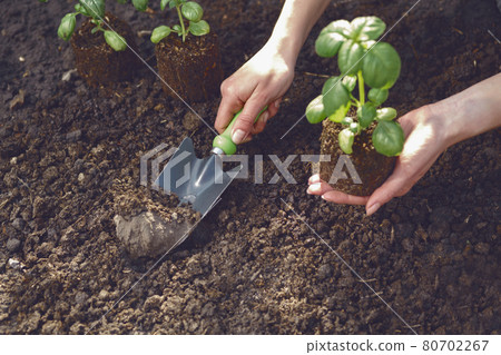 Hand of unrecognizable woman is using small garden shovel, holding green basil sprout or plant in soil. Ready for planting. Sunlight, ground. Close-up 80702267