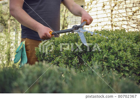 Guy with bare hands is trimming a green shrub using sharp hedge shears in his garden. Worker is clipping hedge in summer sunny day. Close up Guy with bare hands is trimming a green shrub using sharp hedge shears in his garden. Worker is clipping hedge in summer sunny day. Close up 80702367