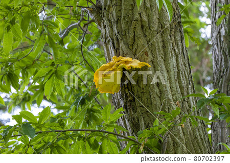 [Plant] Golden mushroom Polyporaceae 80702397