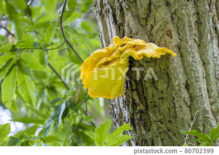 【植物】金針菇多孔菌科 80702399