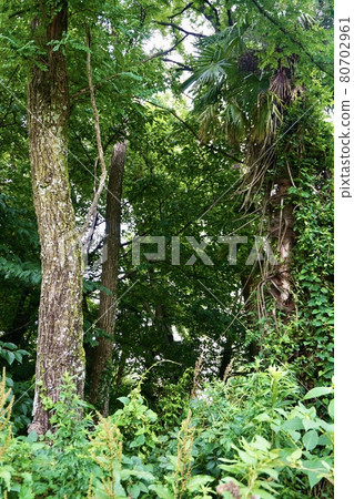 Trees overgrown like a jungle 80702961