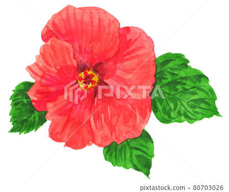 Tropical Flower, watercolour, watercolors 80703026