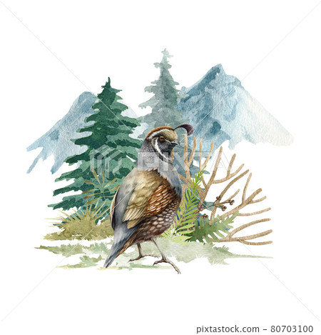Crested quail bird forest scene. Watercolor illustration. California male quail brown bird image on mountain woodland background. Realistic hand drawn small avian with crest. White background 80703100