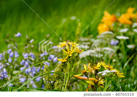 Mt. Chokai (Mt. Shogatake), a flower field above the clouds where alpine plants are in full bloom 80703319