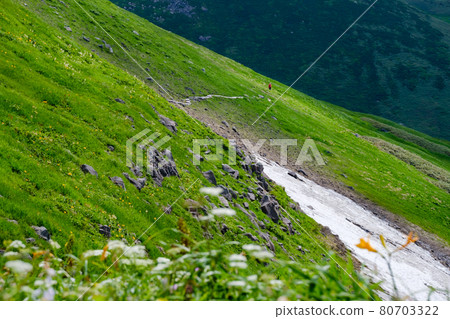 高山植物盛開的雲上花田鳥海山 高山植物盛開的雲上花田鳥海山 80703322