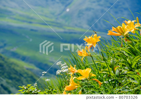 Mt. Chokai (Mt. Shogatake), a flower field above the clouds where alpine plants are in full bloom Mt. Chokai (Mt. Shogatake), a flower field above the clouds where alpine plants are in full bloom 80703326