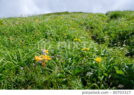 Mt. Chokai (Mt. Shogatake), a flower field above the clouds where alpine plants are in full bloom Mt. Chokai (Mt. Shogatake), a flower field above the clouds where alpine plants are in full bloom 80703327