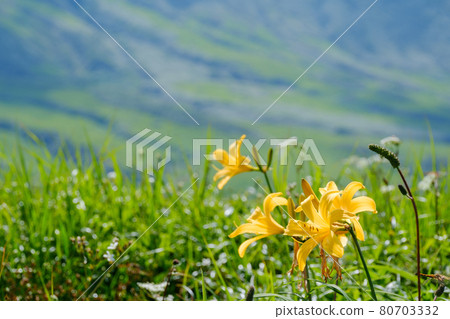Mt. Chokai (Mt. Shogatake), a flower field above the clouds where alpine plants are in full bloom 80703332