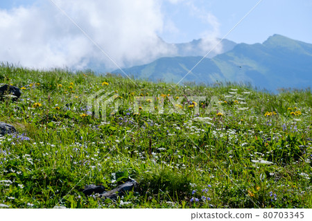 Mt. Chokai (Mt. Shogatake), a flower field above the clouds where alpine plants are in full bloom 80703345