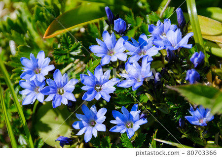 Mt. Chokai (Mt. Shogatake), a flower field on the clouds where alpine plants are in full bloom 80703366