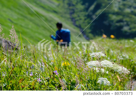Mt. Chokai (Mt. Shogatake), a flower field above the clouds where alpine plants are in full bloom 80703373