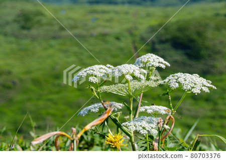Mt. Chokai (Mt. Shogatake), a flower field above the clouds where alpine plants are in full bloom Mt. Chokai (Mt. Shogatake), a flower field above the clouds where alpine plants are in full bloom 80703376