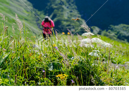 Mt. Chokai (Mt. Shogatake), a flower field above the clouds where alpine plants are in full bloom Mt. Chokai (Mt. Shogatake), a flower field above the clouds where alpine plants are in full bloom 80703385