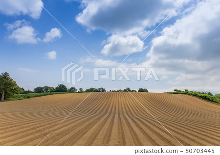Field in the summer sky 80703445