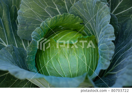 Close up green fresh cabbage maturing heads growing in the farm field Close up green fresh cabbage maturing heads growing in the farm field 80703722