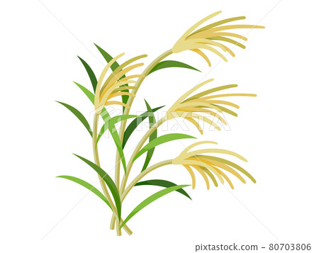 芒草秋，15夜，秋傳統圖標/插圖素材 80703806