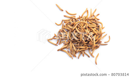 Heap of meal worms for feeding pets isolated on white background Heap of meal worms for feeding pets isolated on white background 80703814