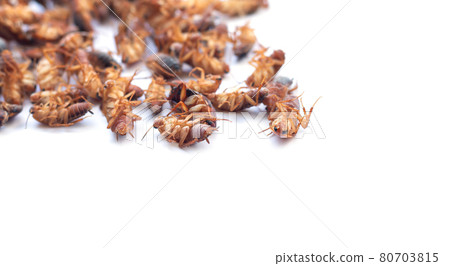 Heap of dead cockroach insects isolated on white background Heap of dead cockroach insects isolated on white background 80703815