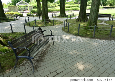Metasequoia roots and park benches Metasequoia roots and park benches 80705157