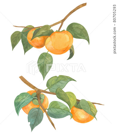 長在樹枝上的柿子 80705293