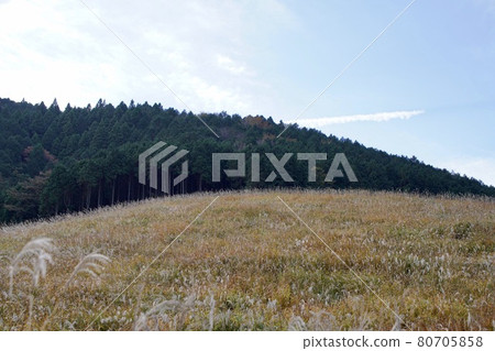 仙石原薄月草甸 80705858