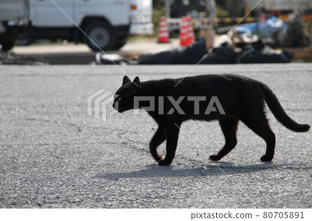A cat walking quietly A cat walking quietly 80705891