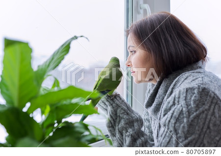 Winter, home lifestyle, woman and parrot looking together through the snowy window 80705897