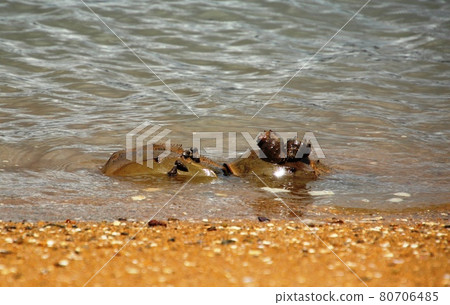 Horseshoe crab in Imari Bay, Saga Prefecture 80706485