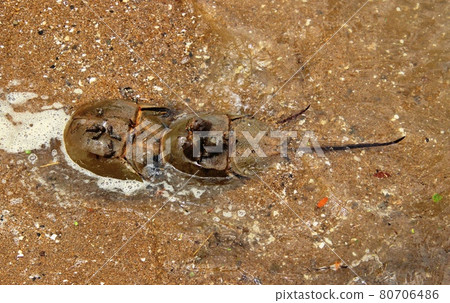 Horseshoe crab in Imari Bay, Saga Prefecture Horseshoe crab in Imari Bay, Saga Prefecture 80706486
