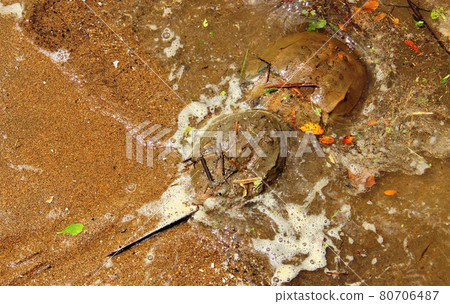 Horseshoe crab in Imari Bay, Saga Prefecture Horseshoe crab in Imari Bay, Saga Prefecture 80706487