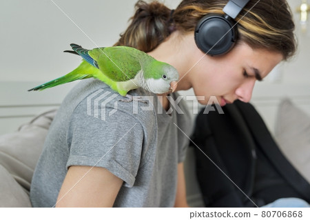 Pet green quaker parrot on shoulder of owner of male teenager Pet green quaker parrot on shoulder of owner of male teenager 80706868