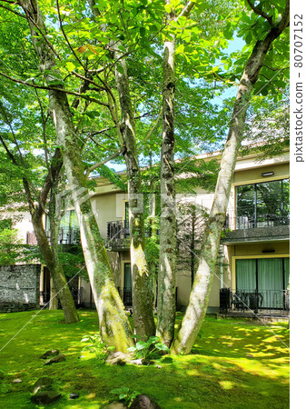 Green courtyard 80707152