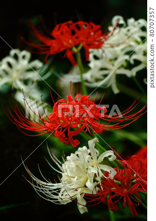 Passion flowers 80707357