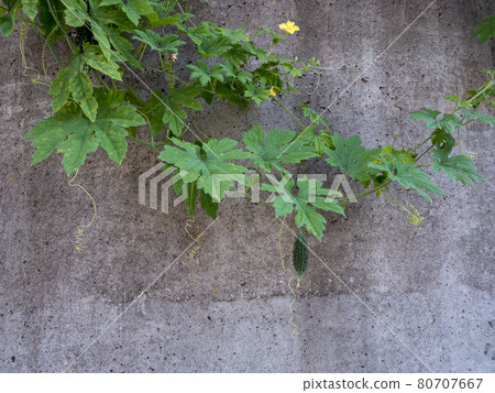 Goya growing on a concrete fence Goya growing on a concrete fence 80707667