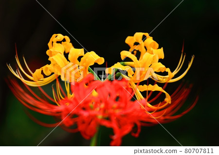 激情花 激情花 80707811