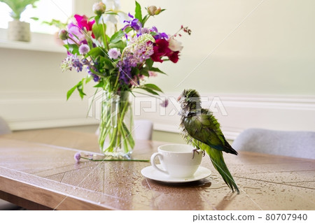 Wet green parrot bathing in cup, bird enjoying bath, pet quaker parrot on table Wet green parrot bathing in cup, bird enjoying bath, pet quaker parrot on table 80707940