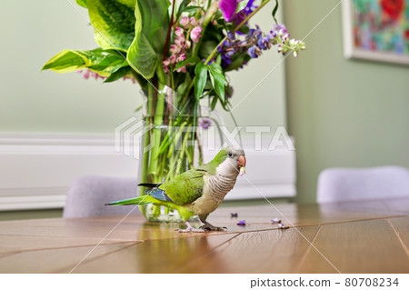 Parrot green quaker pet and bouquet of flowers on the table. Parrot green quaker pet and bouquet of flowers on the table. 80708234