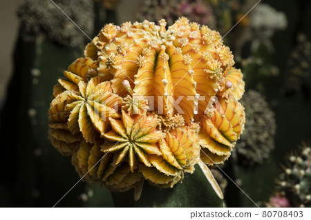 A small beautiful cactus (gymnocalycium) in the garden A small beautiful cactus (gymnocalycium) in the garden 80708403