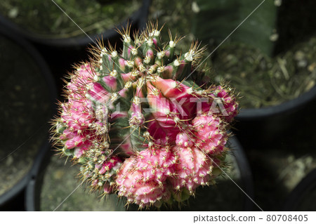 A small beautiful cactus (gymnocalycium) in the garden 80708405
