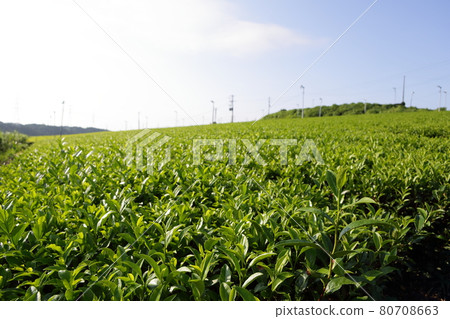 Tea plantation, tea plantation in early summer in Kakegawa, Shizuoka 80708663