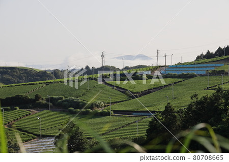 Tea plantation, tea plantation in early summer in Kakegawa, Shizuoka 80708665