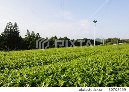 茶園,靜岡掛川初夏的茶園 茶園,靜岡掛川初夏的茶園 80708669