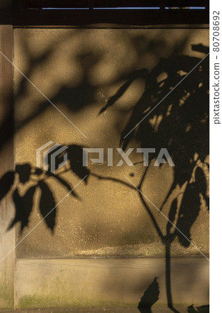 The shadow of a tree floating on the wall The shadow of a tree floating on the wall 80708692