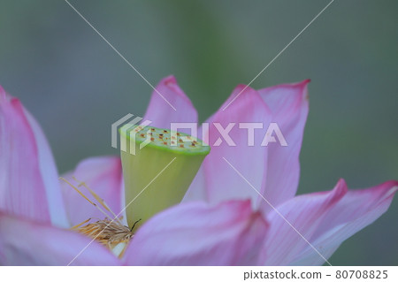 Summer hass flower up and green background 80708825
