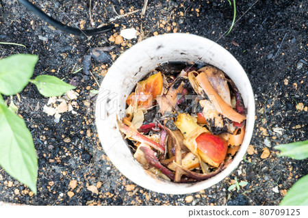Close-up view of kitchen waste and red wriggler earthworms in worm tower for vermicomposting 80709125