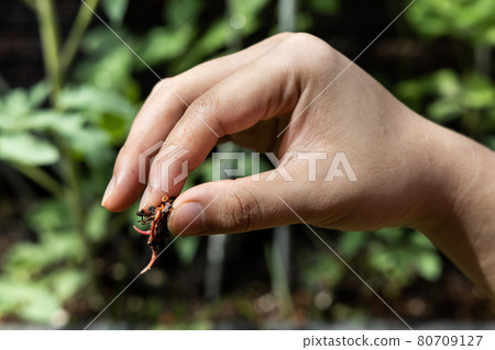 Hand pinch clump of red wrigglers earthworms against plants at background. They are used in vermicomposting to improve soil quality 80709127